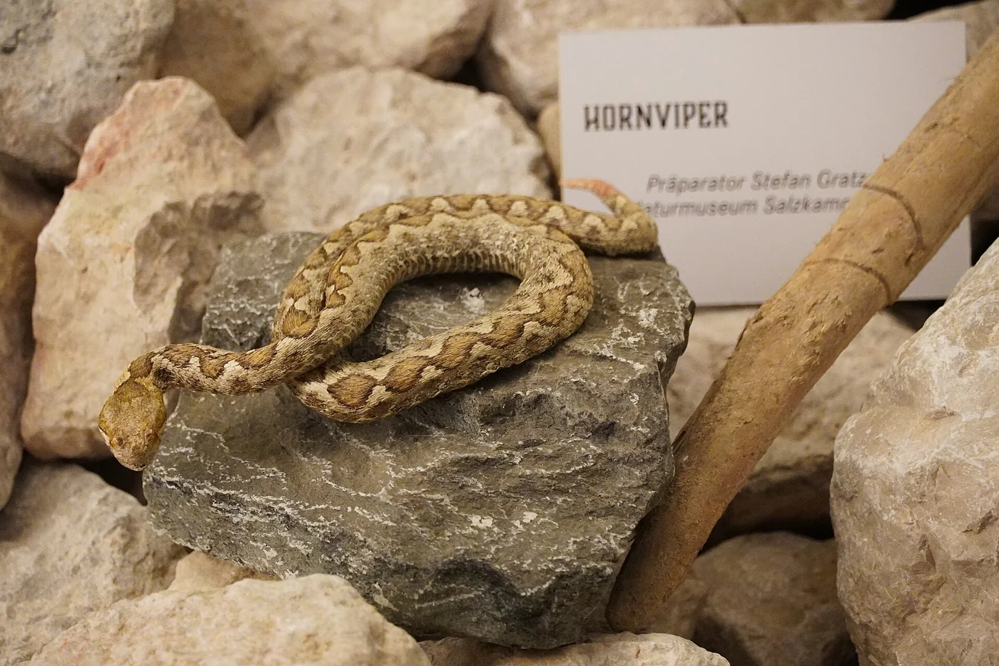 Europäische Hornotter – Foto 3