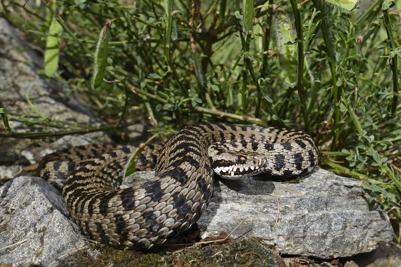 Walser-Viper – Foto 2