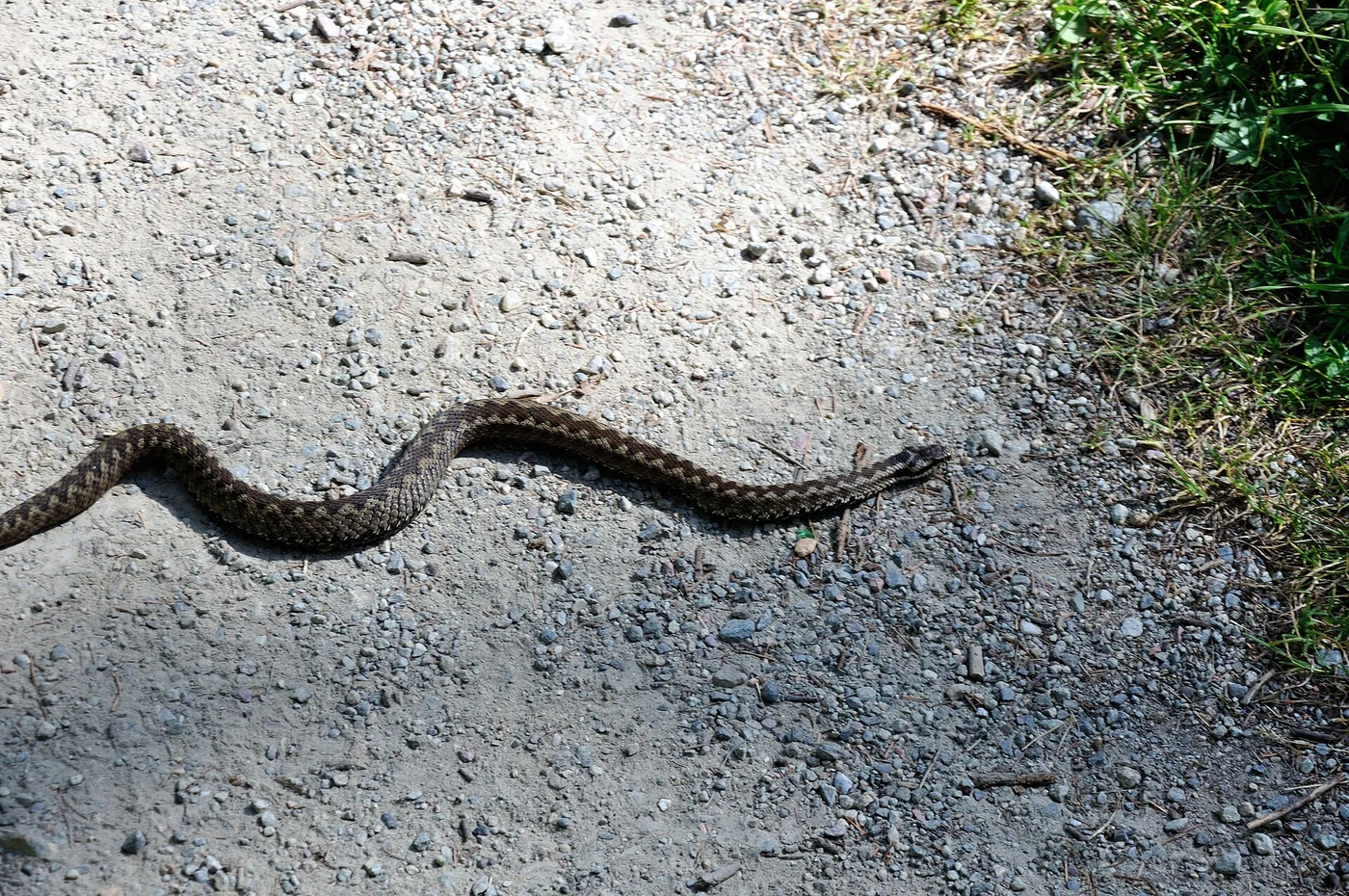 Kreuzotter sonnt sich auf einem Felsen