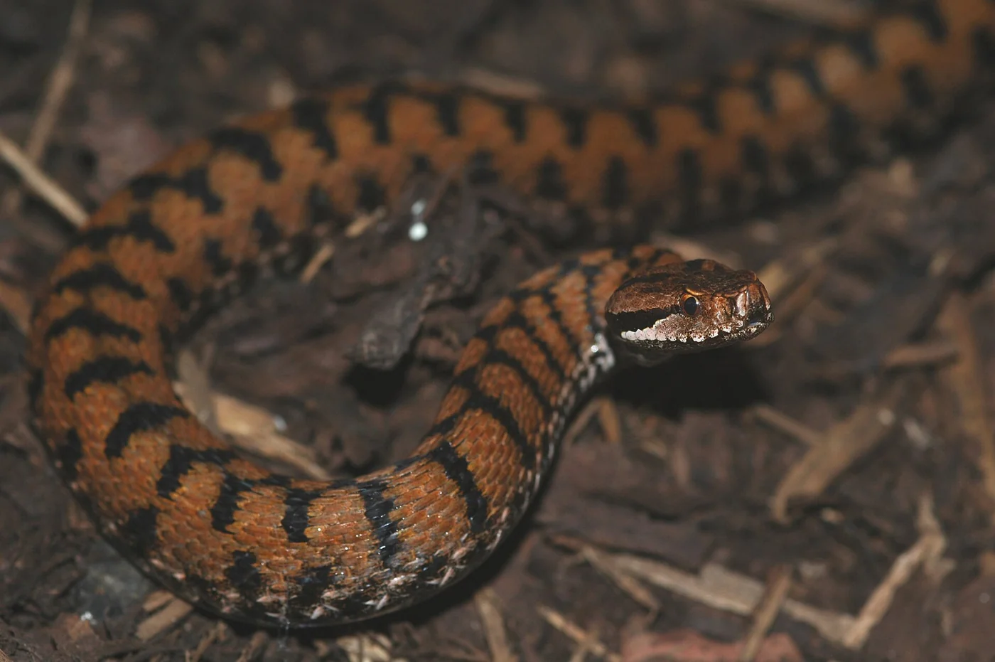 Aspisviper in natürlichem Lebensraum