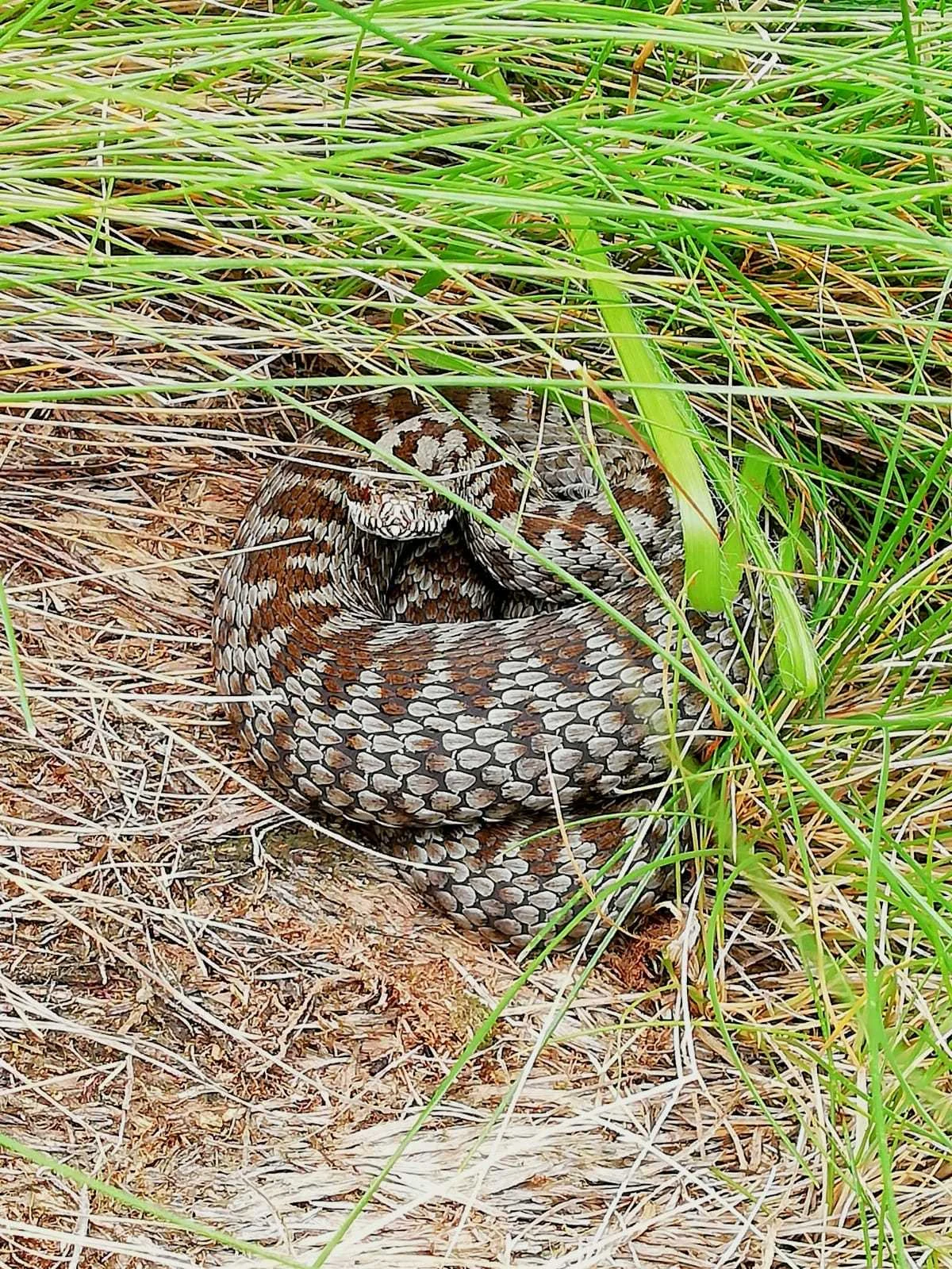 Walser-Viper in alpinem Lebensraum