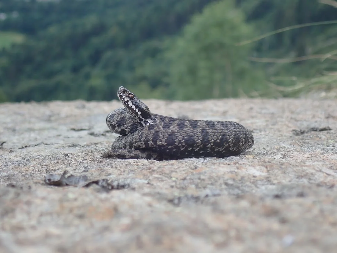 Porträt der Walser-Viper
