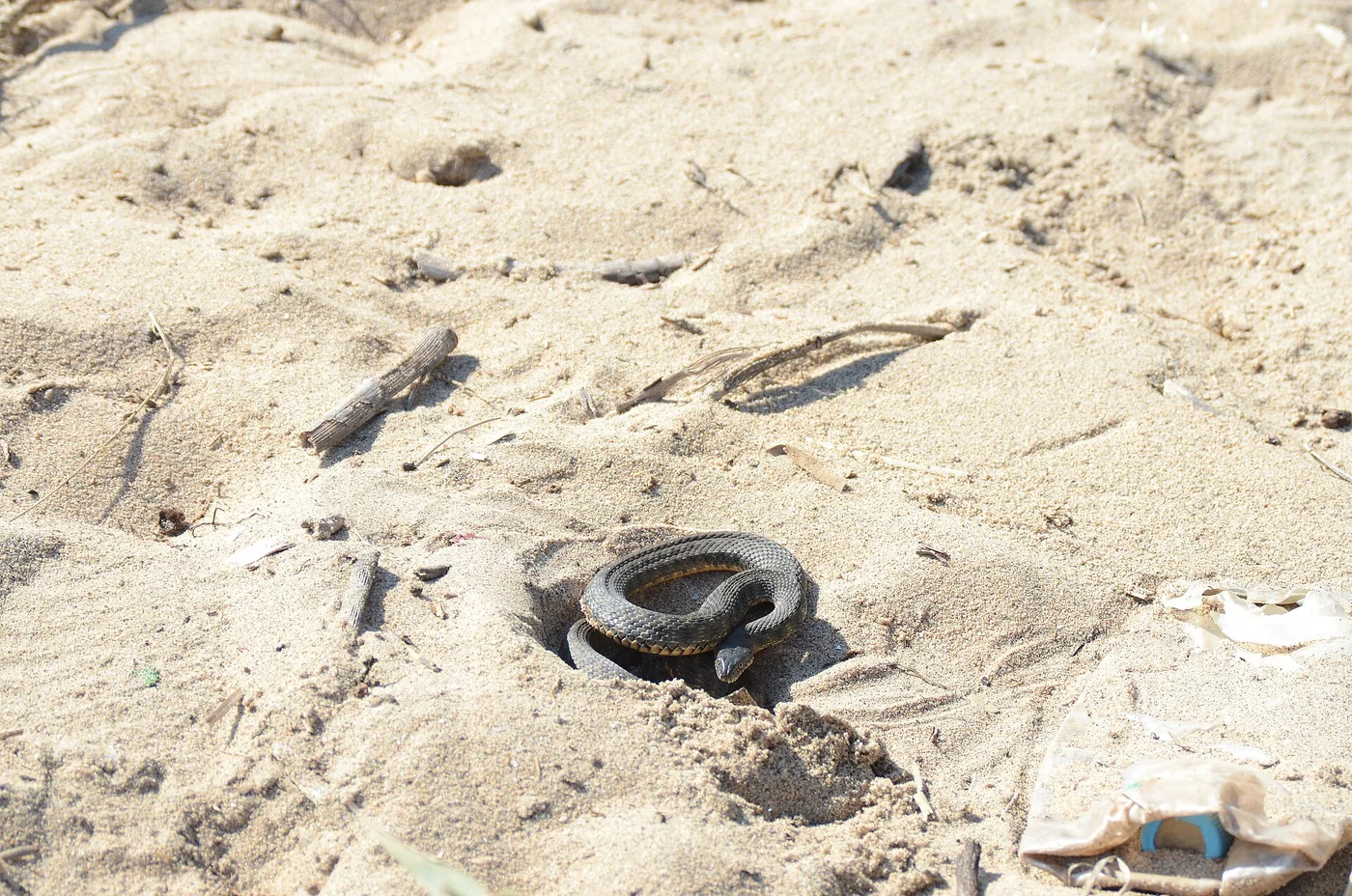 Würfelnatter am steinigen Flussufer
